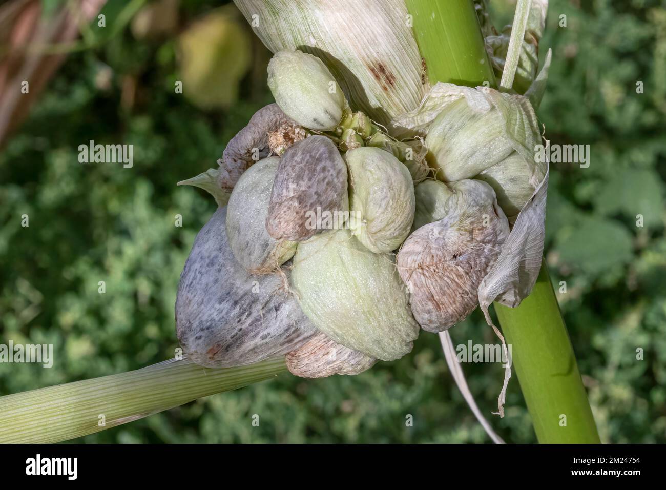 Le champignon du maïs (Ustilago maydis) AKA: Le maïs smut et huitlacoche, est une délicatesse au Mexique. Banque D'Images
