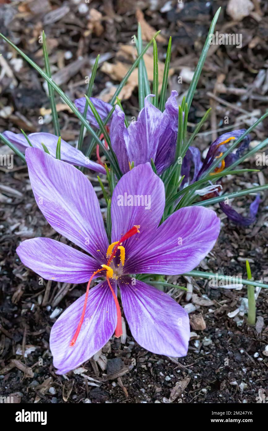 Crocus de safran (Crocus sativus), AKA: Crocus d'automne en fleur. Ses stigmates sont connus sous le nom de safran aux épices. Banque D'Images