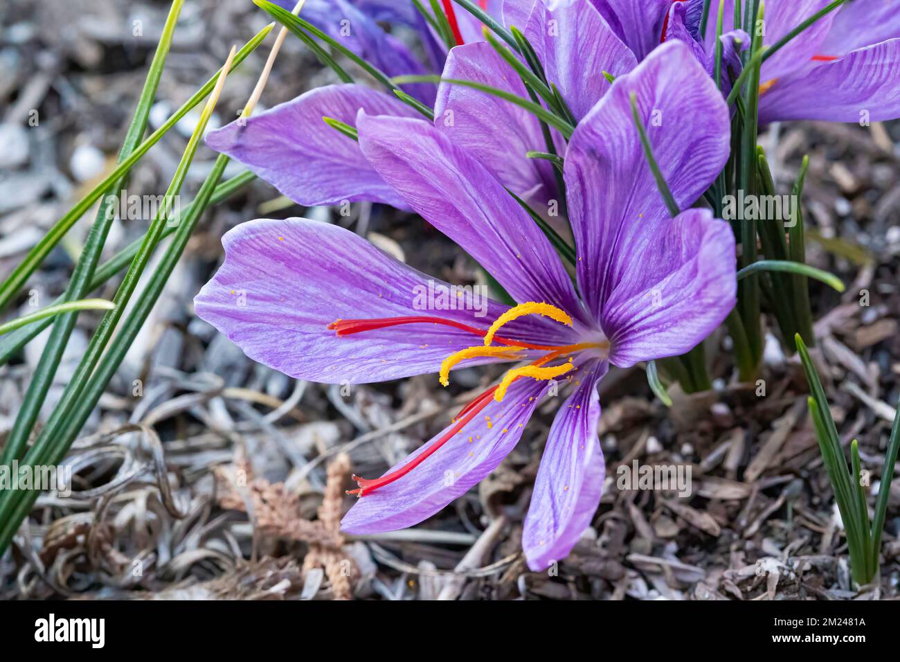 Fleur de crocus de safran (Crocus sativus), AKA: Crocus d'automne en fleur. Ses stigmates sont connus sous le nom de safran aux épices. Banque D'Images