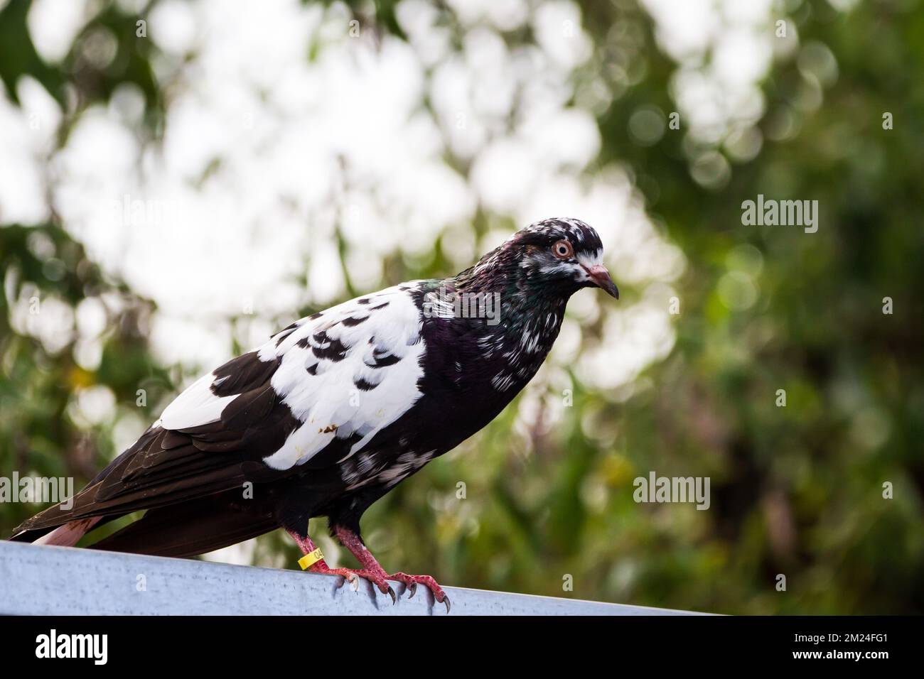 Waldviertler Kröpfer Taube (Waldviertel cropper pigeon), race de pigeon en danger critique d'extinction de la région de Waldviertel, Autriche Banque D'Images Waldviertler Kröpfer Taube (Waldviertel cropper pigeon), race de pigeon en danger critique d'extinction de la région de Waldviertel, Autriche Banque D'Images