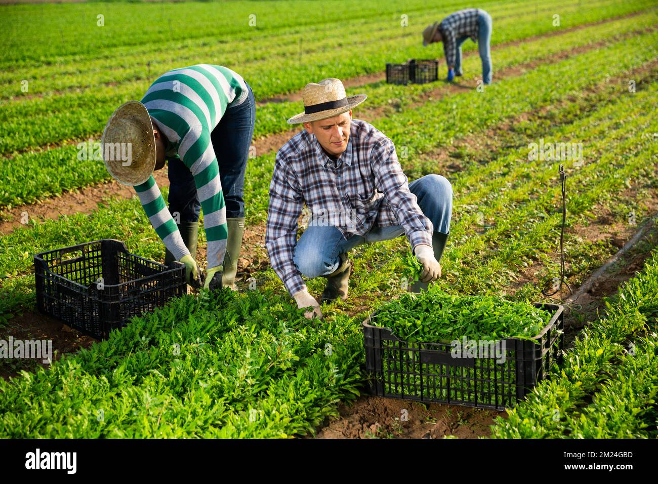 Un jardinier mâle récolte une arugula verte dans une plantation Banque D'Images