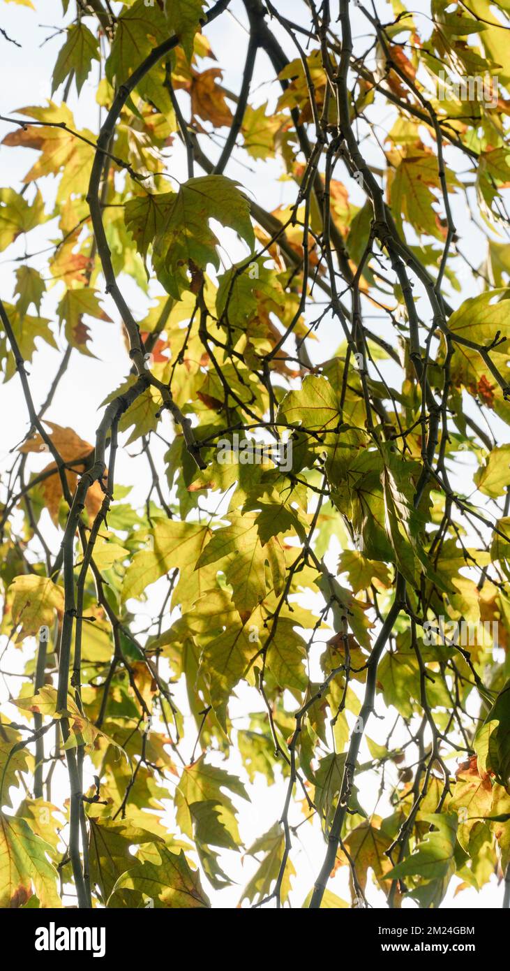 Feuilles d'automne sur l'arbre d'avion saison d'automne. Arrière-plan vertical d'automne. Banque D'Images