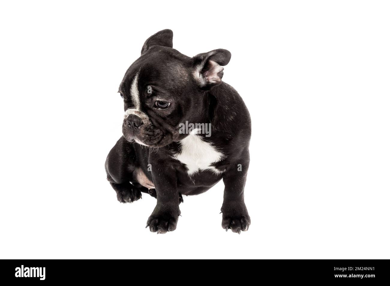 Mascotte tendre - noir french bulldog bébé, photo sur fond blanc Photo  Stock - Alamy