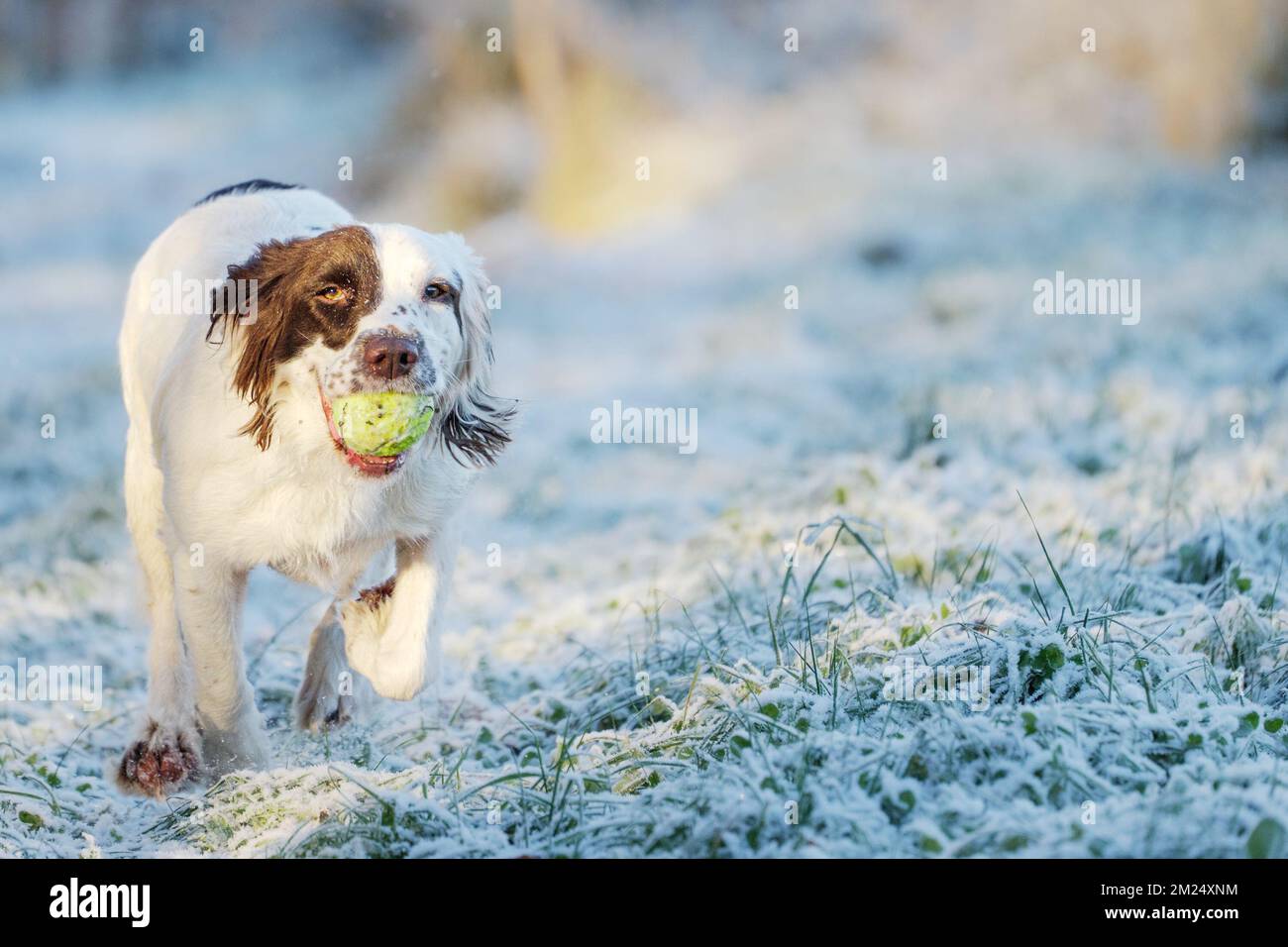 Springer Spaniel chien de travail de récupérer une balle de tennis tout en jouant à FETCH. Banque D'Images