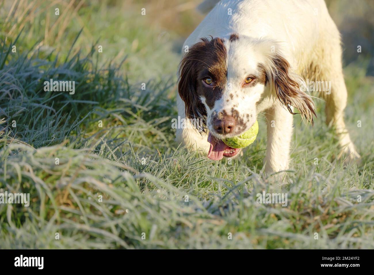 Springer Spaniel chien de travail de récupérer une balle de tennis tout en jouant à FETCH. Banque D'Images