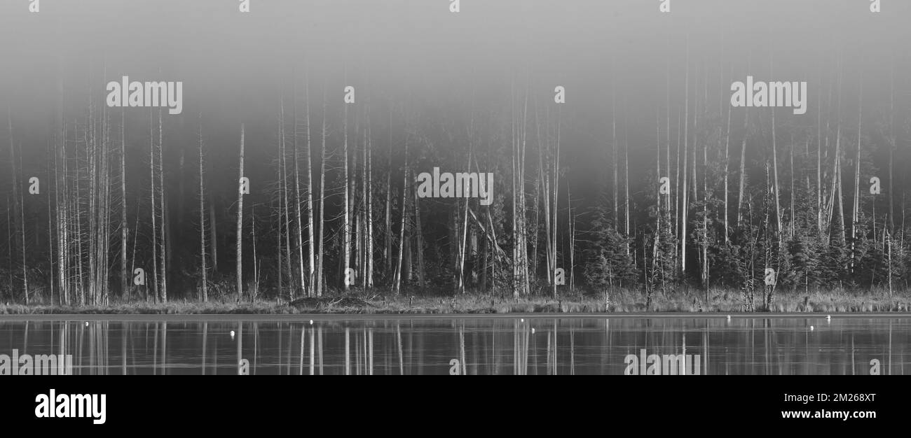 Paysage avec brouillard matinal dans le lac forestier en noir et blanc. Vue panoramique sur le lac par temps brumeux. Voyage photo, personne Banque D'Images