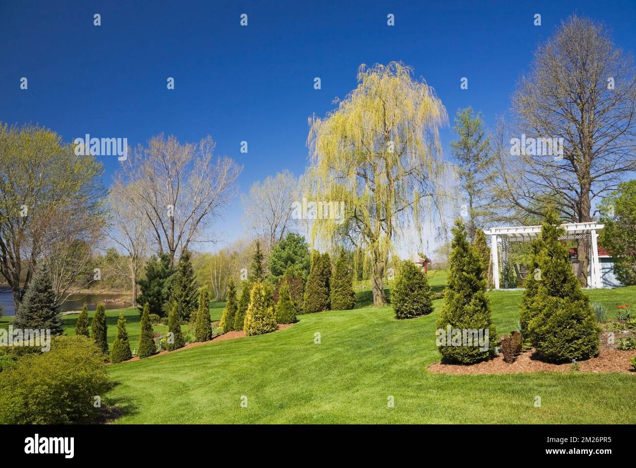 Pergola et Thuja - Cèdre dans les limites de paillis et Salix - saule de pleurement dans le jardin de cour au printemps. Banque D'Images