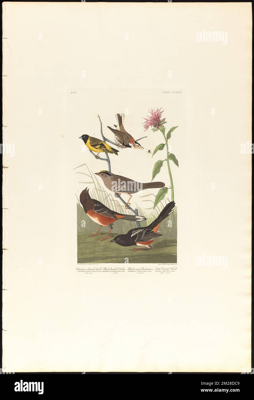 fini de couleur châtaignier. Siskin à tête noire. Couronne noire, Lath. finch-sol arctique : Plectrophanes ornata, villes. 1. Mâle, ressort. Fringilla magellanica, Viell. 2. Vieux homme Emberiza atricapilla, Gmel. 3. Adulte homme Pipilo arctica, Swain. 4. Homme 5. Femme c.1 v.4 planche 394 , oiseaux, éperon Ã collier, Zonotrichia, Fringillidae, Towhees. The Birds of America- tiré des dessins originaux de John James Audubon Banque D'Images