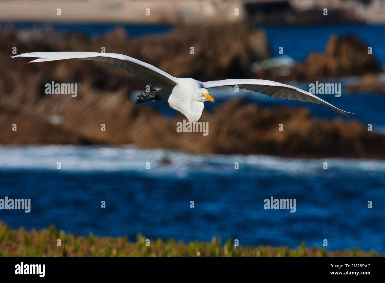 Majestueux grand egre blanc en vol vers le spectateur Banque D'Images