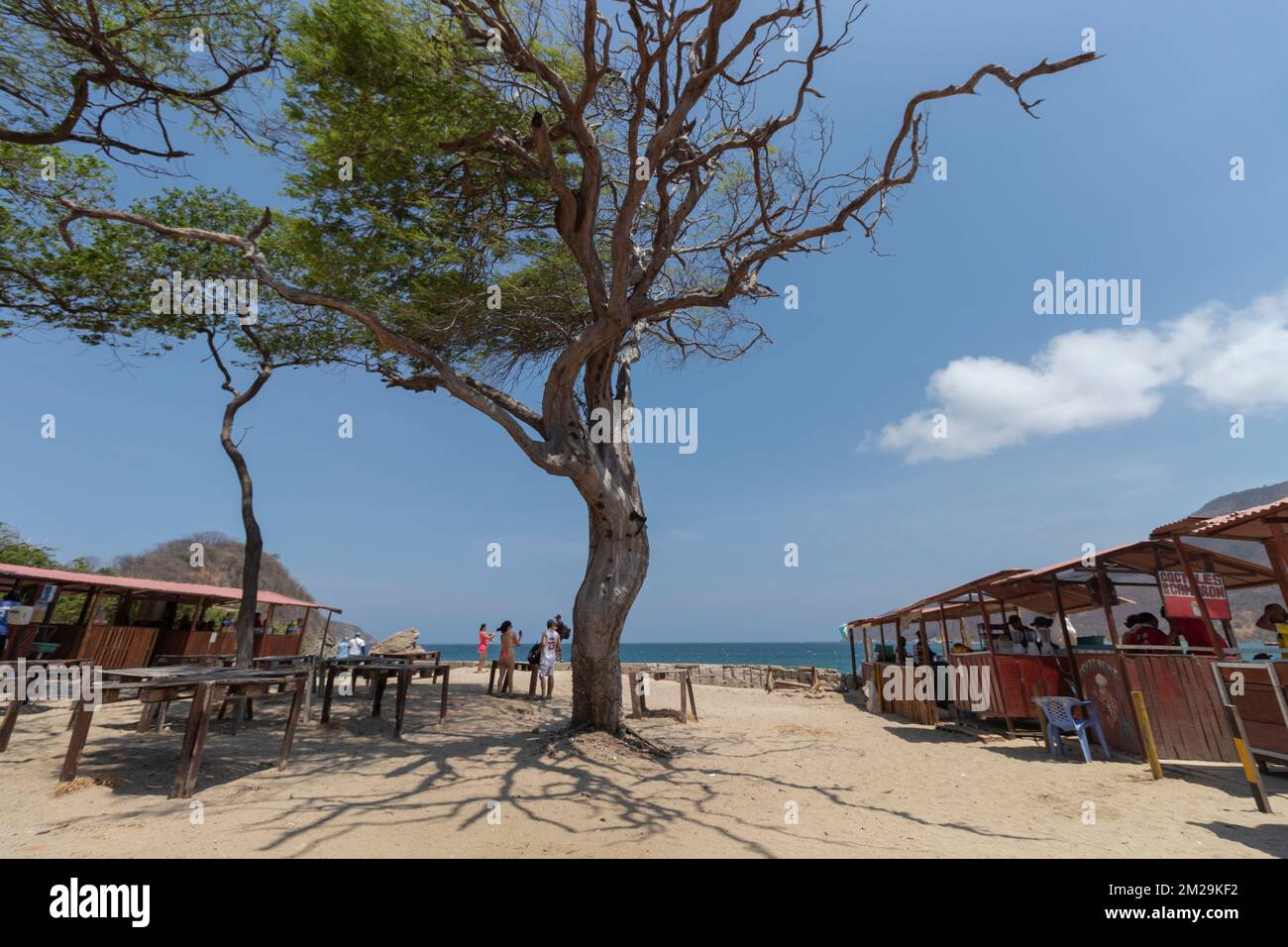 Grand arbre sain au milieu des bars et restaurants rustiques de la baie de concha à l'intérieur du parc naturel national de Tayrona Banque D'Images