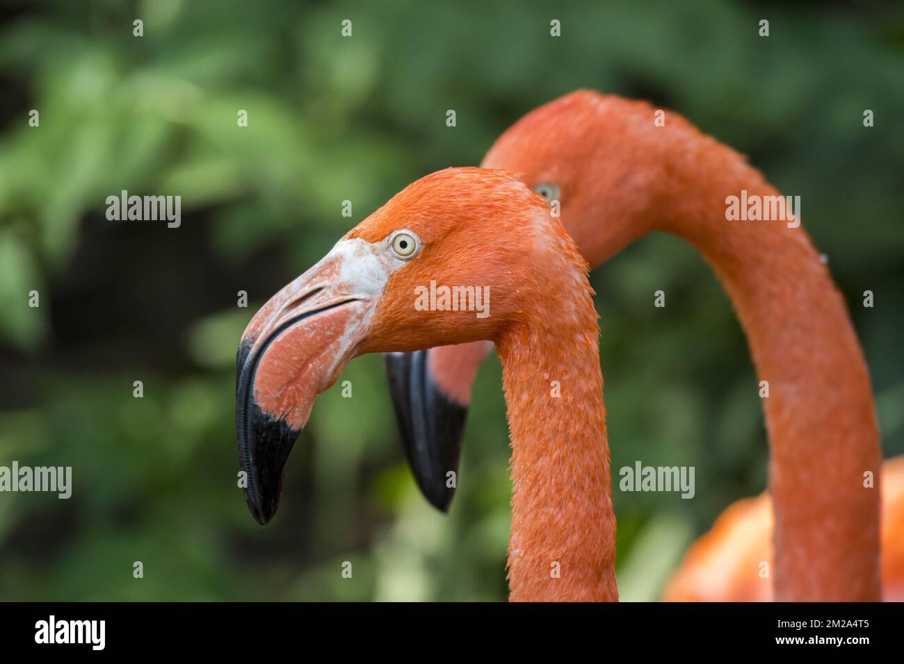Flamants d'Amérique / flamants des Caraïbes (Phoenicopterus ruber) gros plan de la tête et du bec | Flamant des Caraïbes / Flamant de Cuba / Flamant rouge (Phoenicopterus ruber) 20/09/2017 Banque D'Images