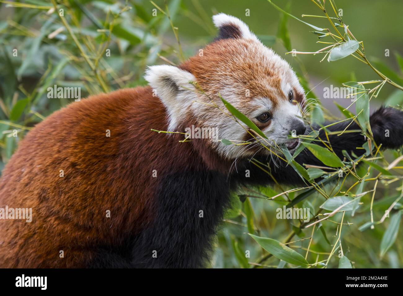 Panda rouge / petit panda (Ailurus fulgens) manger des feuilles de bambou, indigènes de l'Himalaya est et du sud-ouest de la Chine | petit panda / panda roux / panda éclatant (Ailurus fulgens) de l'Himalaya et de la Chine 20/09/2017 Banque D'Images