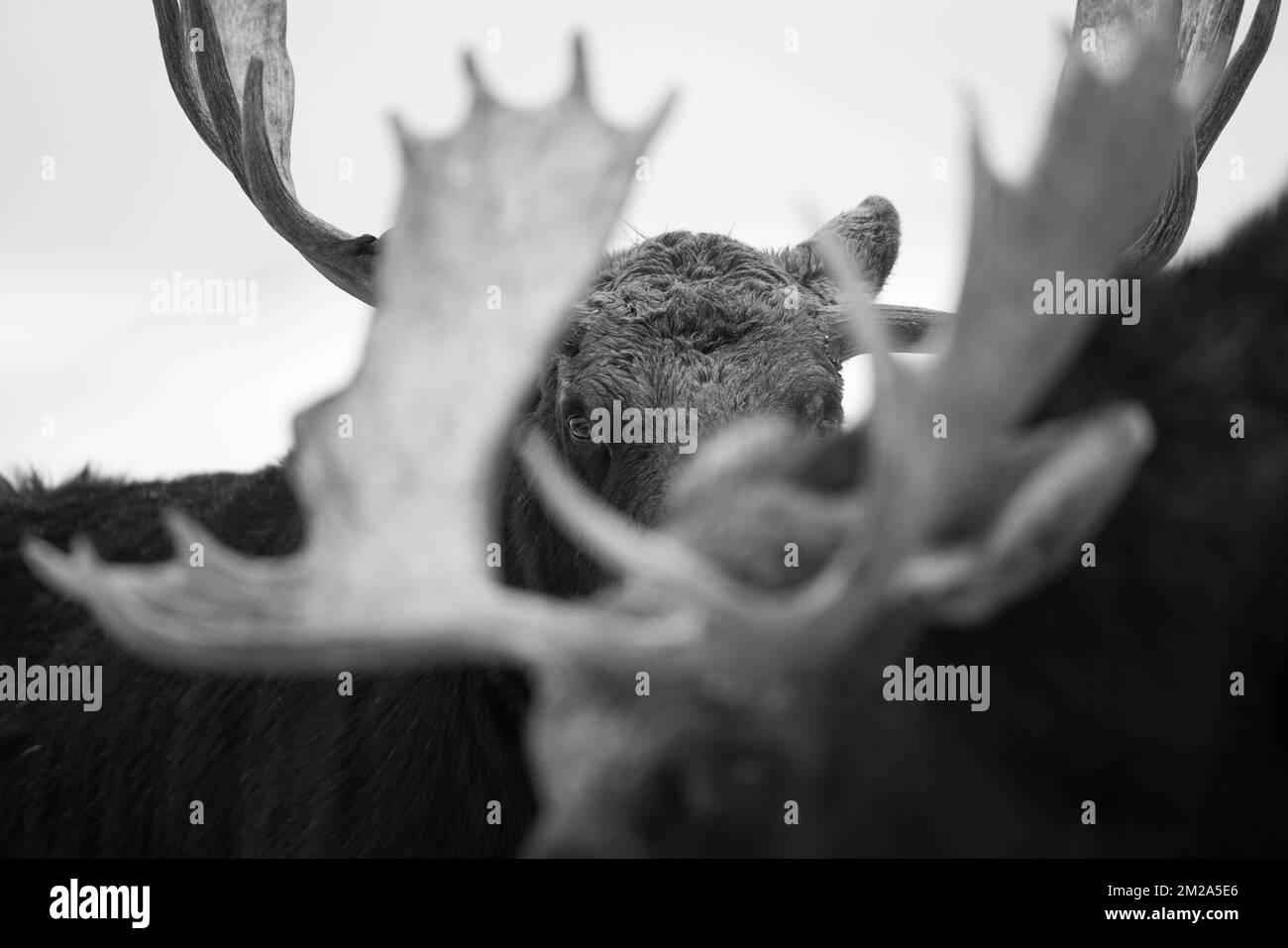 Un orignal de taureau regardant à travers les bois d'un autre orignal sur les plats d'antilope. Parc national de Grand Teton, Wyoming Banque D'Images Un orignal de taureau regardant à travers les bois d'un autre orignal sur les plats d'antilope. Parc national de Grand Teton, Wyoming Banque D'Images