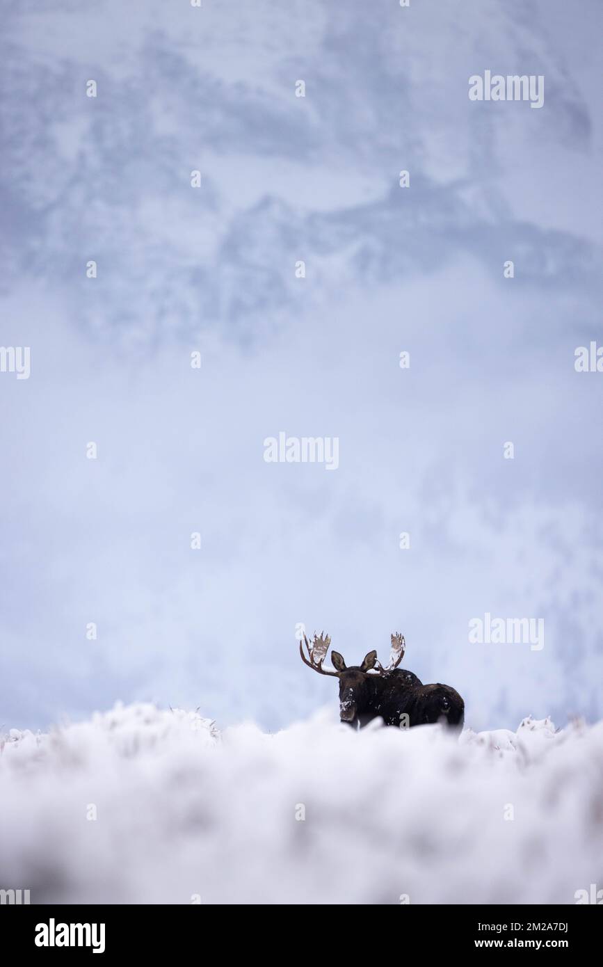 Les montagnes Teton s'élevant au-delà d'un orignal taureau dans un paysage enneigé sur les Flats d'Antelope. Parc national de Grand Teton, Wyoming Banque D'Images