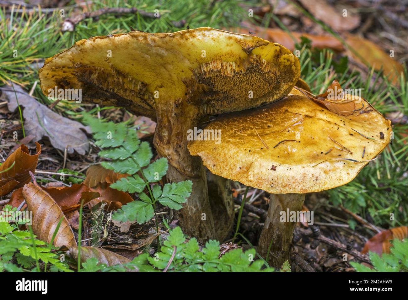 Bolete de Greville / bolete de mélèze (Suillus grevillei), montrant le dessous de la forêt d'automne | Bolet élégeant (Suillus grevillei) 04/10/2017 Banque D'Images