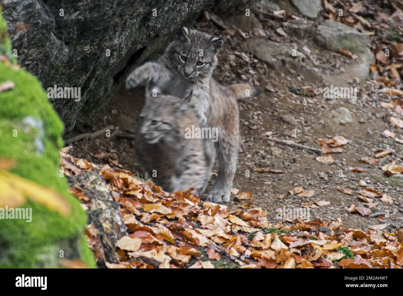 Deux chatons de lynx eurasien (Lynx lynx) jouent / jouent au combat en forêt d'automne | Lynx boréal / Lynx d'Eurasie / Lynx commun / Loup-cervier / Lynx d'Europe (Lynx lynx) petits de deux mois 21/10/2017 Banque D'Images