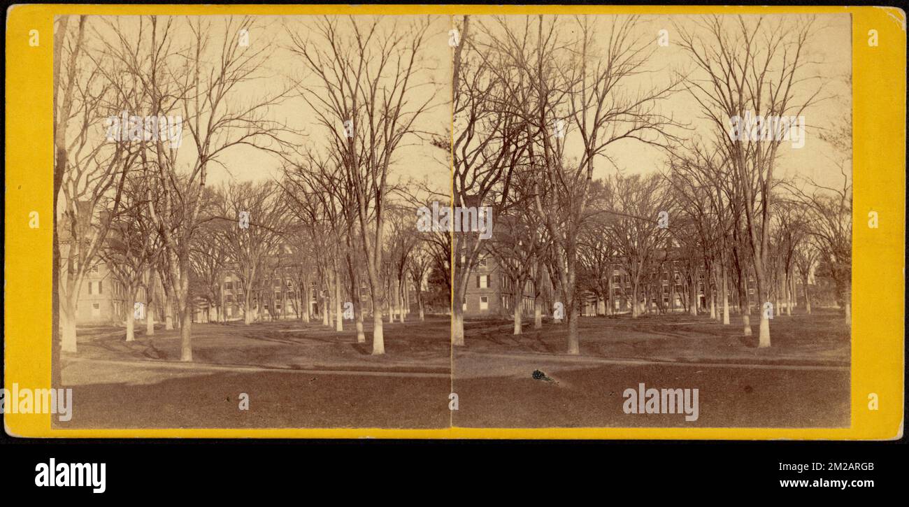 College Grounds, Harvard College, Cambridge, Massachusetts. , Arbres, universités et collèges, Harvard University Banque D'Images