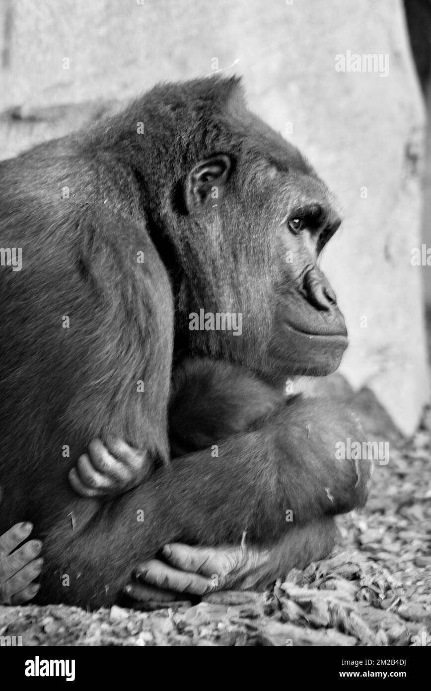 Gorilla dans un zoo | Gorille dans un zoo 16/11/2017 Banque D'Images