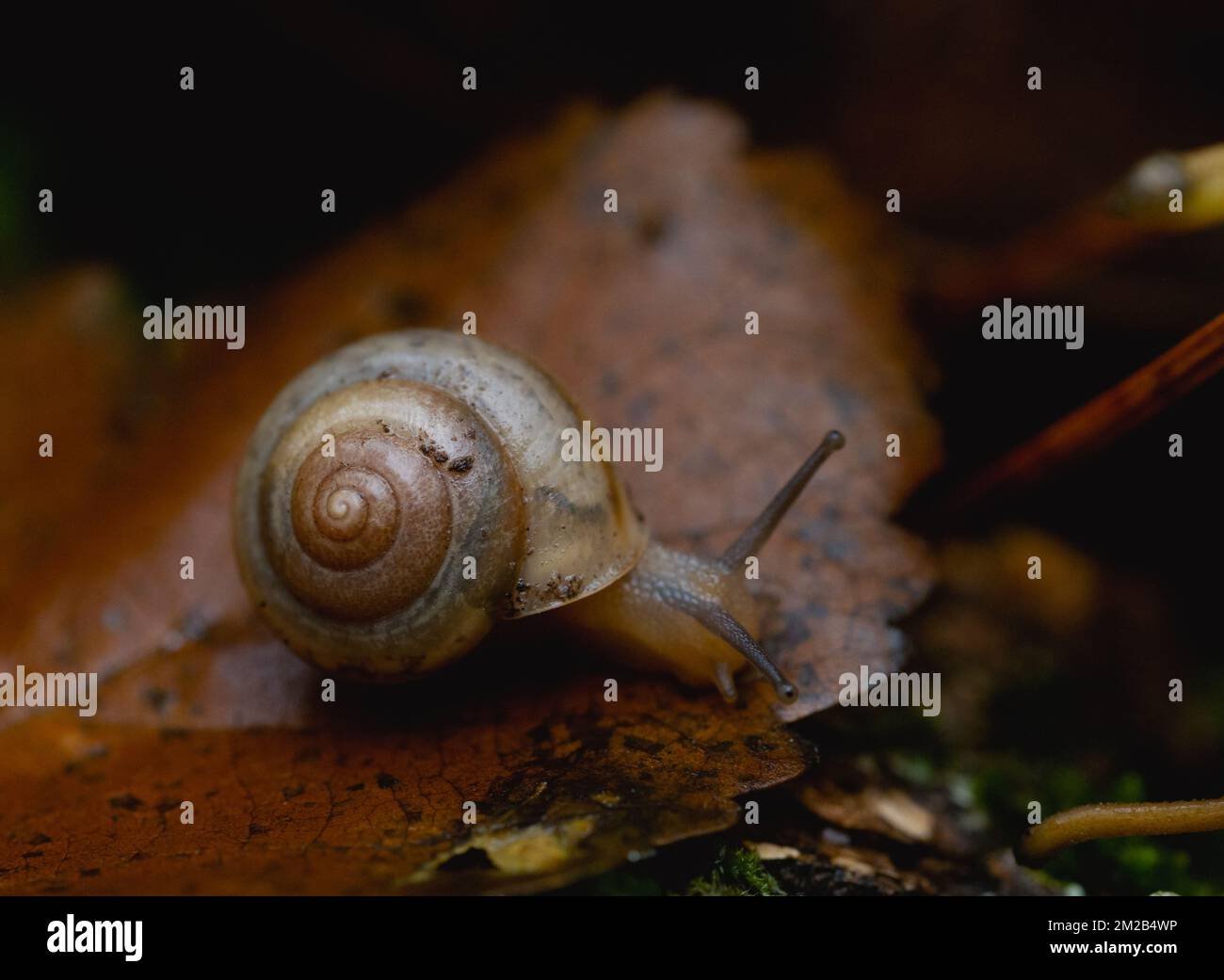 Gros plan extrême d'un petit escargot de jardin brun avec son corps hors de sa coquille. Photographié au niveau des yeux avec une faible profondeur de champ. Banque D'Images