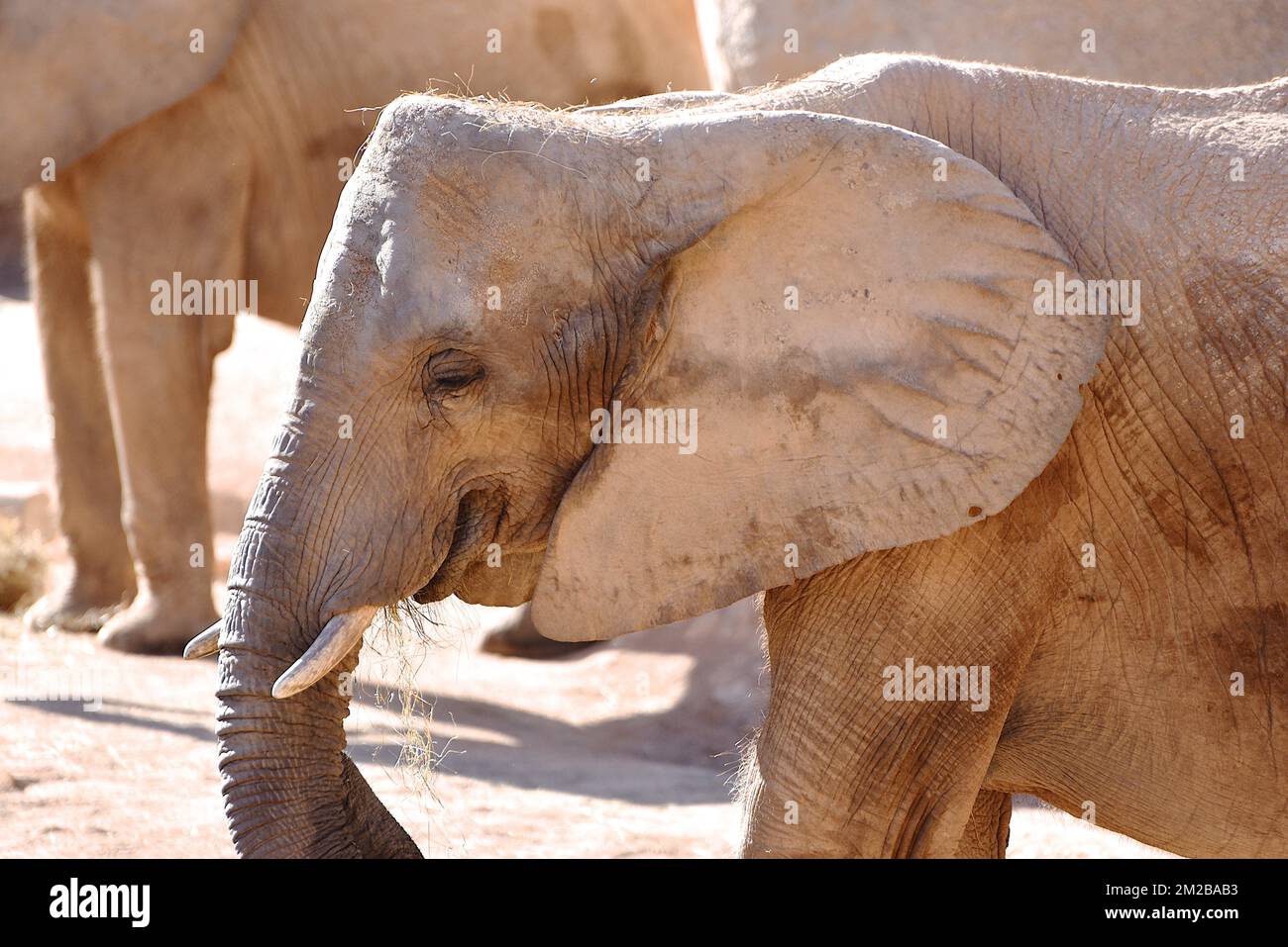 Éléphant du Biopark de Valence | Eléphant de Biopark de Valence 16/11/2017 Banque D'Images