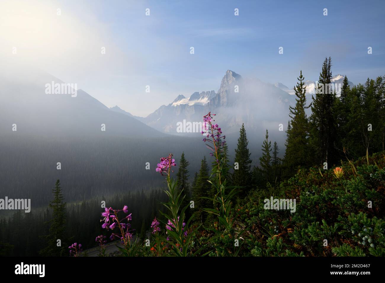 Fleurs sauvages Bloom par le sentier du lac Moraine Highline Banque D'Images