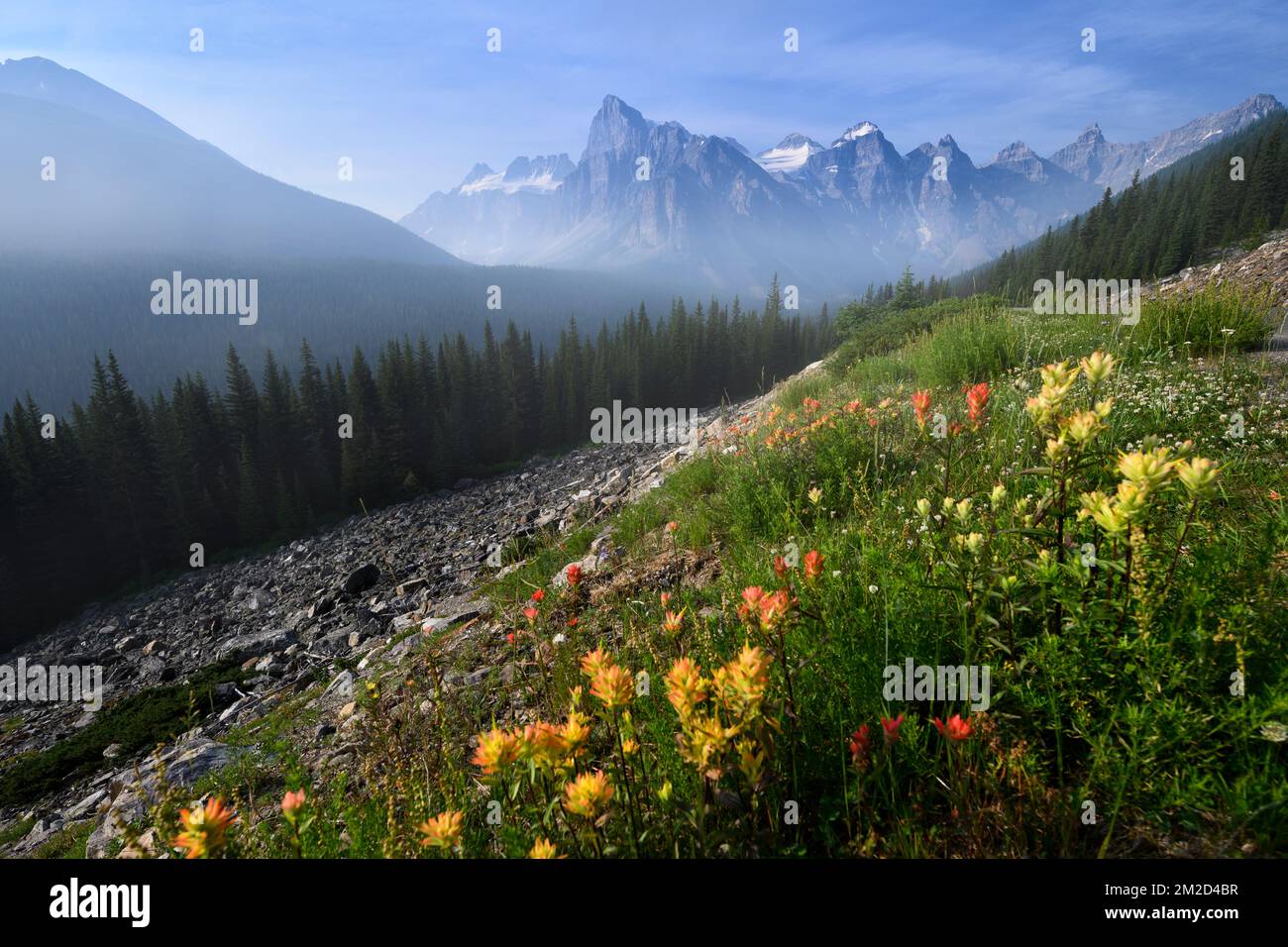 Fleurs sauvages Bloom près de la vallée de Moraine Creek Banque D'Images