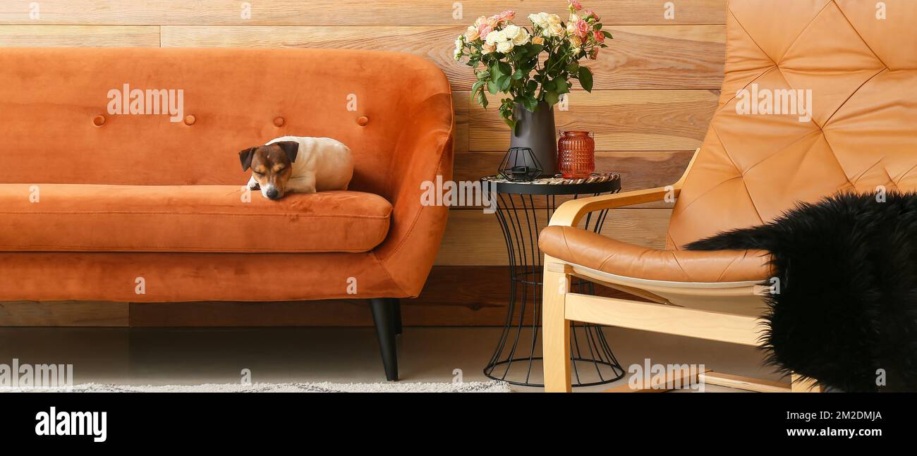 Vase avec de belles roses sur la table, fauteuil confortable et Jack Russel  terrier couché sur un canapé dans le salon Photo Stock - Alamy