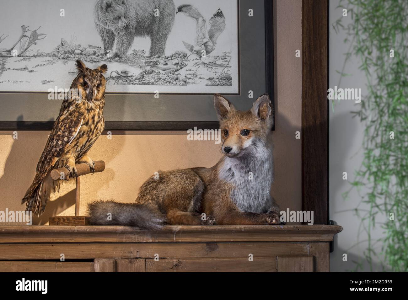 Renard roux farci (Vulpes vulpes) et hibou farci à longues oreilles (ASIO otus / Strix otus) montés en branche dans le salon à la maison | Renard roux (Vulpes vulpes) et hibou Moyen-duc (ASIO otus / Strix otus) naturalisés dans la maison 09/03/2018 Banque D'Images