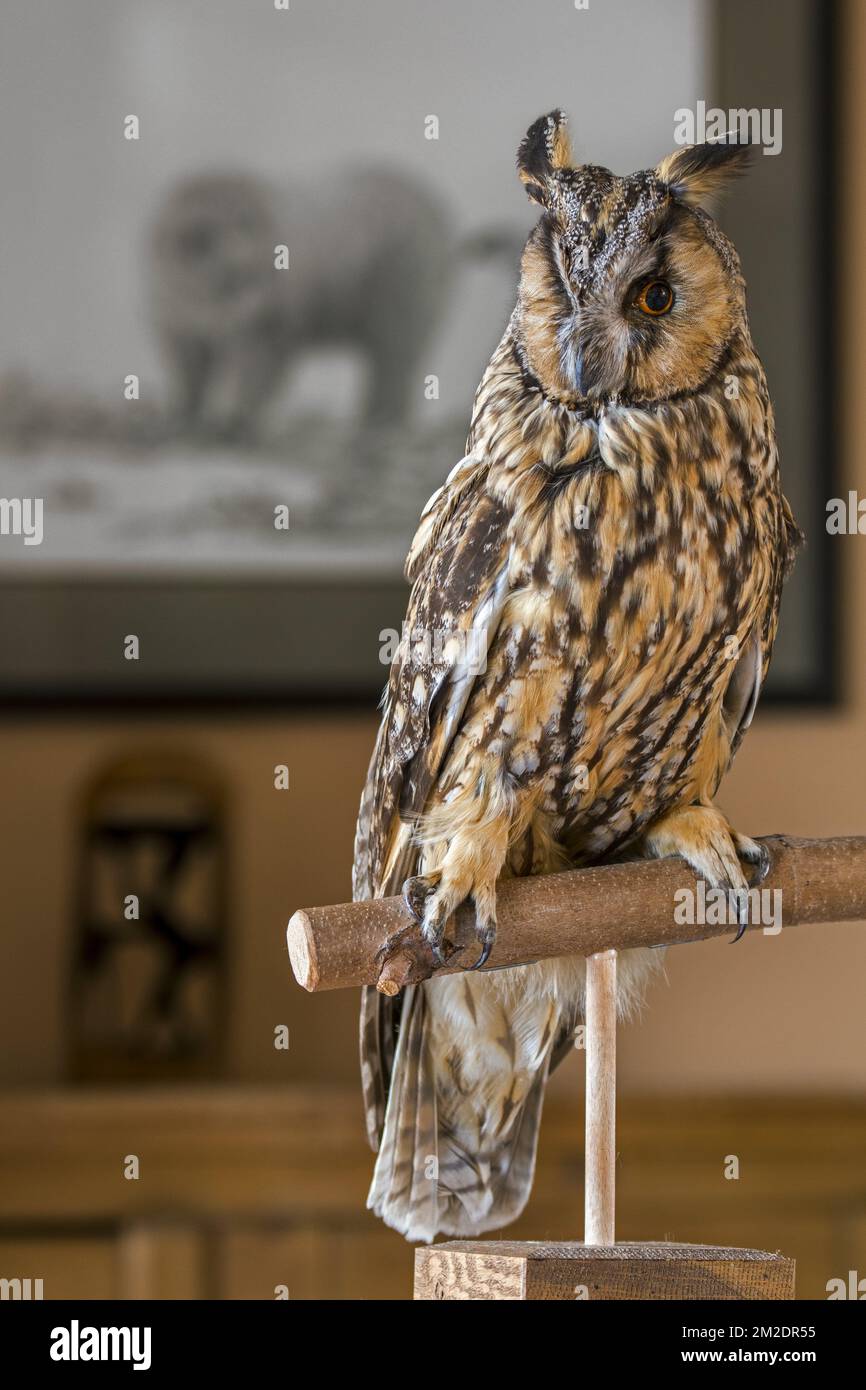 Hibou farci à longues oreilles (ASIO otus / Strix otus) monté sur branche dans le salon à la maison | Hibou moyen-duc (ASIO otus / Strix otus) naturalisé dans la maison 09/03/2018 Banque D'Images