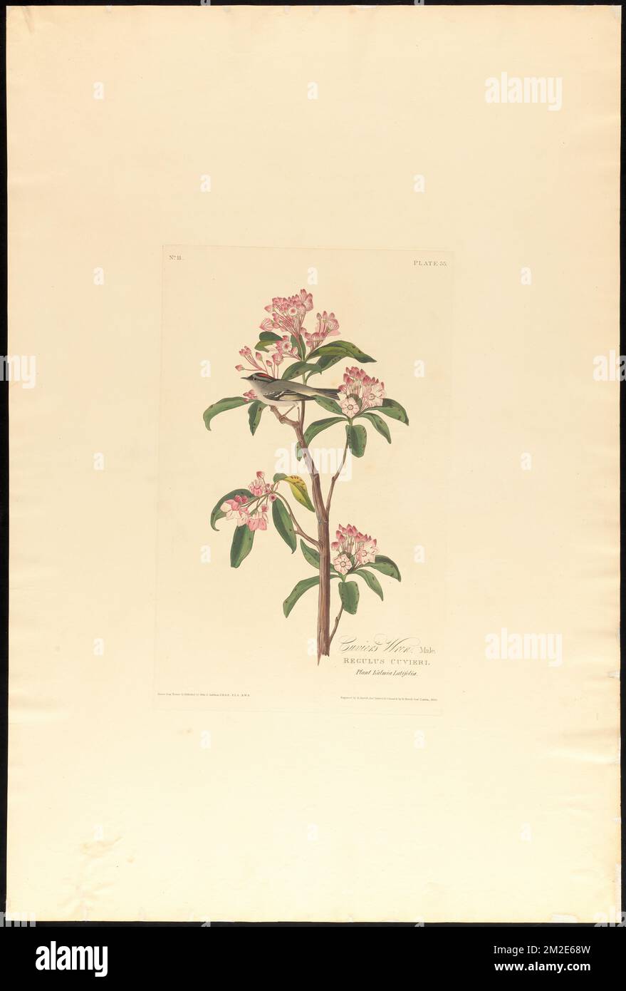 Tour de Cuvier : Homme. Regulus cuvieri. Plante kalmia latifolia. c.2 v.1 planche 55 , oiseaux, lauriers, fleurs, Regulus, Laurier de montagne. The Birds of America- tiré des dessins originaux de John James Audubon Banque D'Images