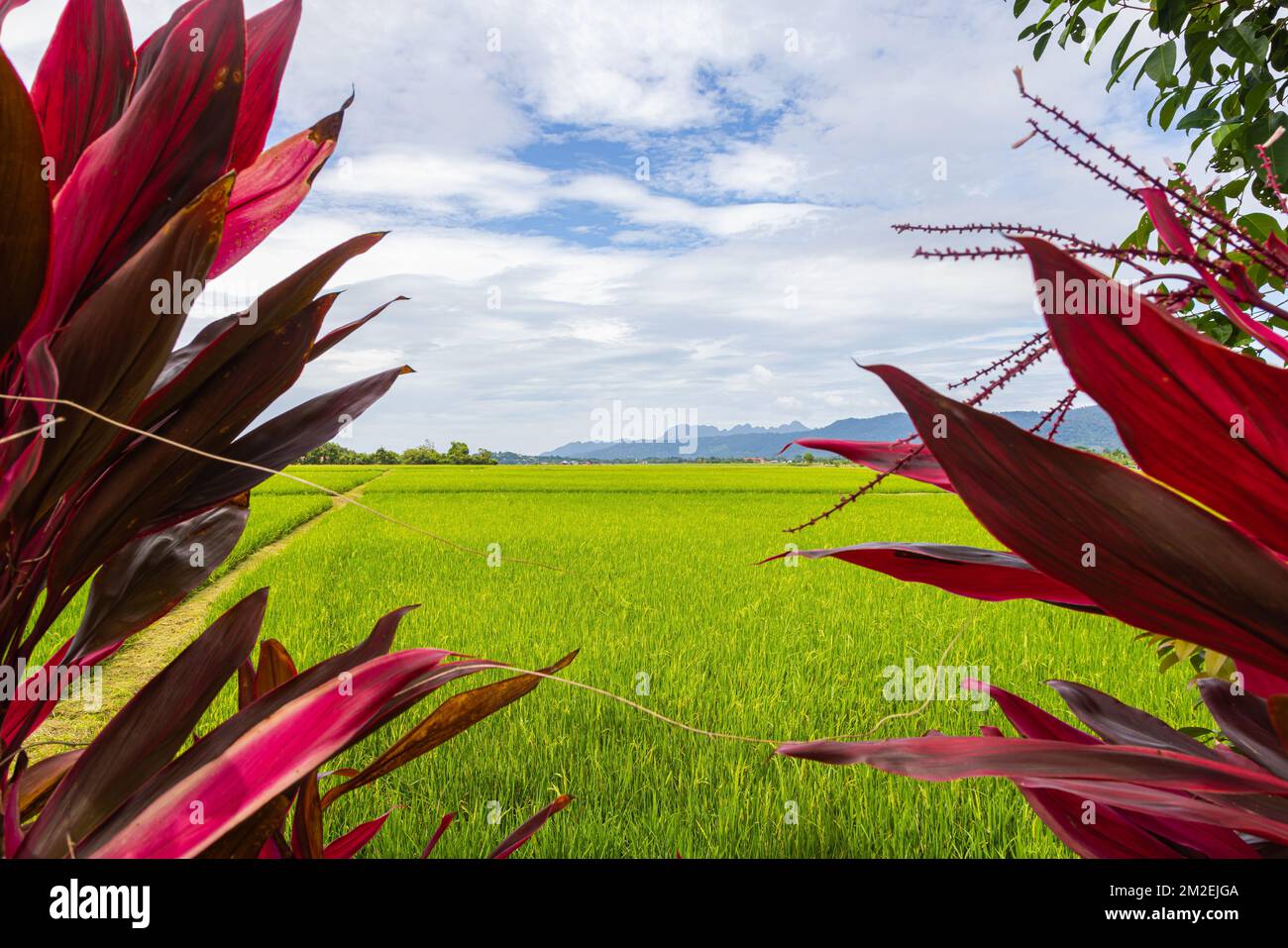 Rizières verdoyantes dans la vallée du coucher du soleil Langkawi, Malaisie. Ciel bleu avec des nuages blancs à l'horizon. Champ de riz sans fin, agriculture sur le trop Banque D'Images