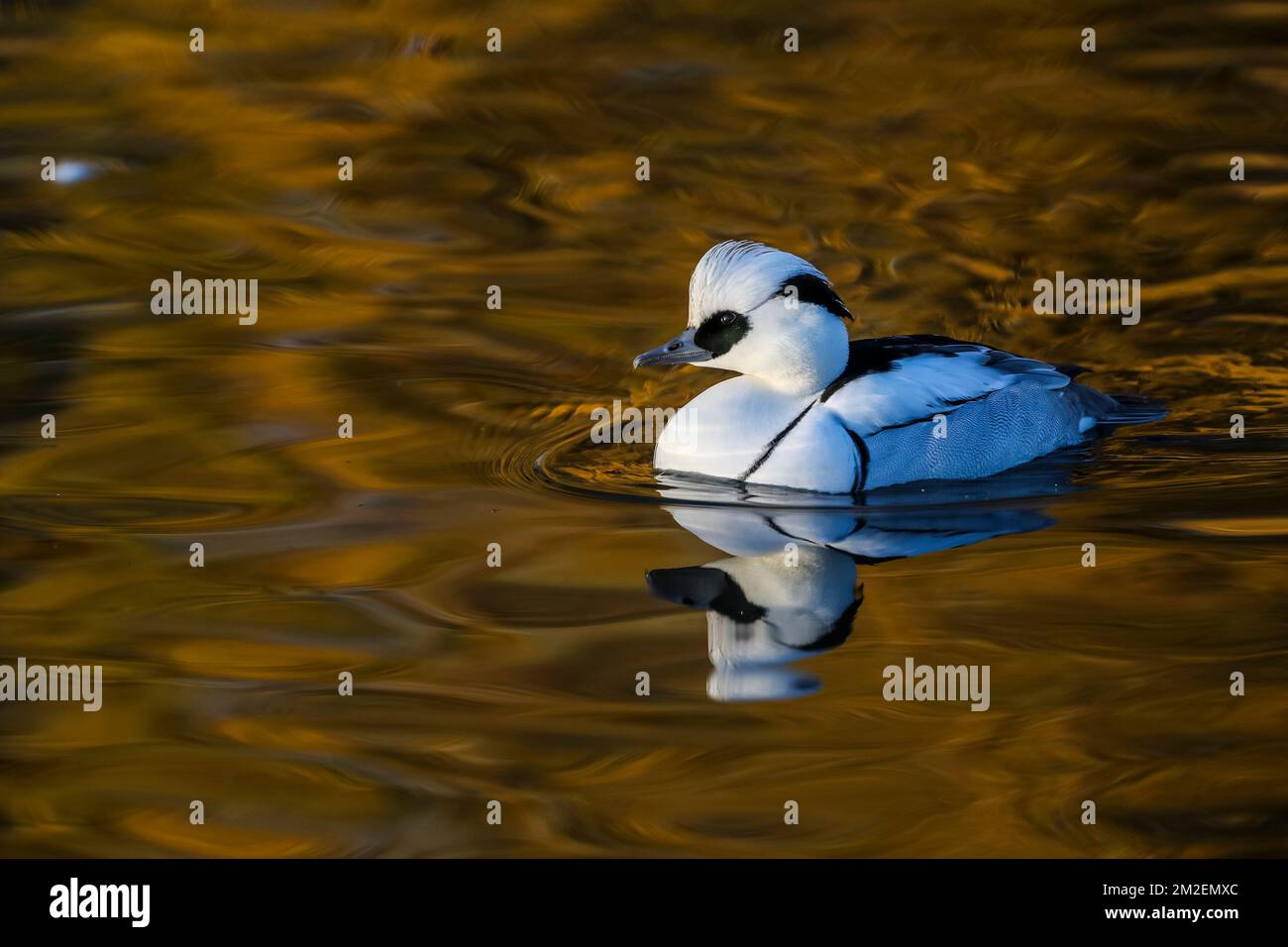 smew mâle Hiver à Slimbridge, la collection d'oiseaux de Wildfowl and Wetlands Trust et la réserve d'oiseaux sauvages à Gloucestershire, en Angleterre. Banque D'Images