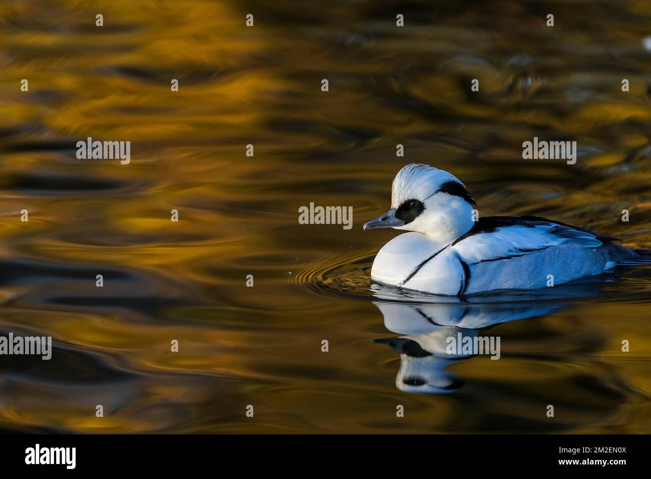 smew mâle Hiver à Slimbridge, la collection d'oiseaux de Wildfowl and Wetlands Trust et la réserve d'oiseaux sauvages à Gloucestershire, en Angleterre. Banque D'Images