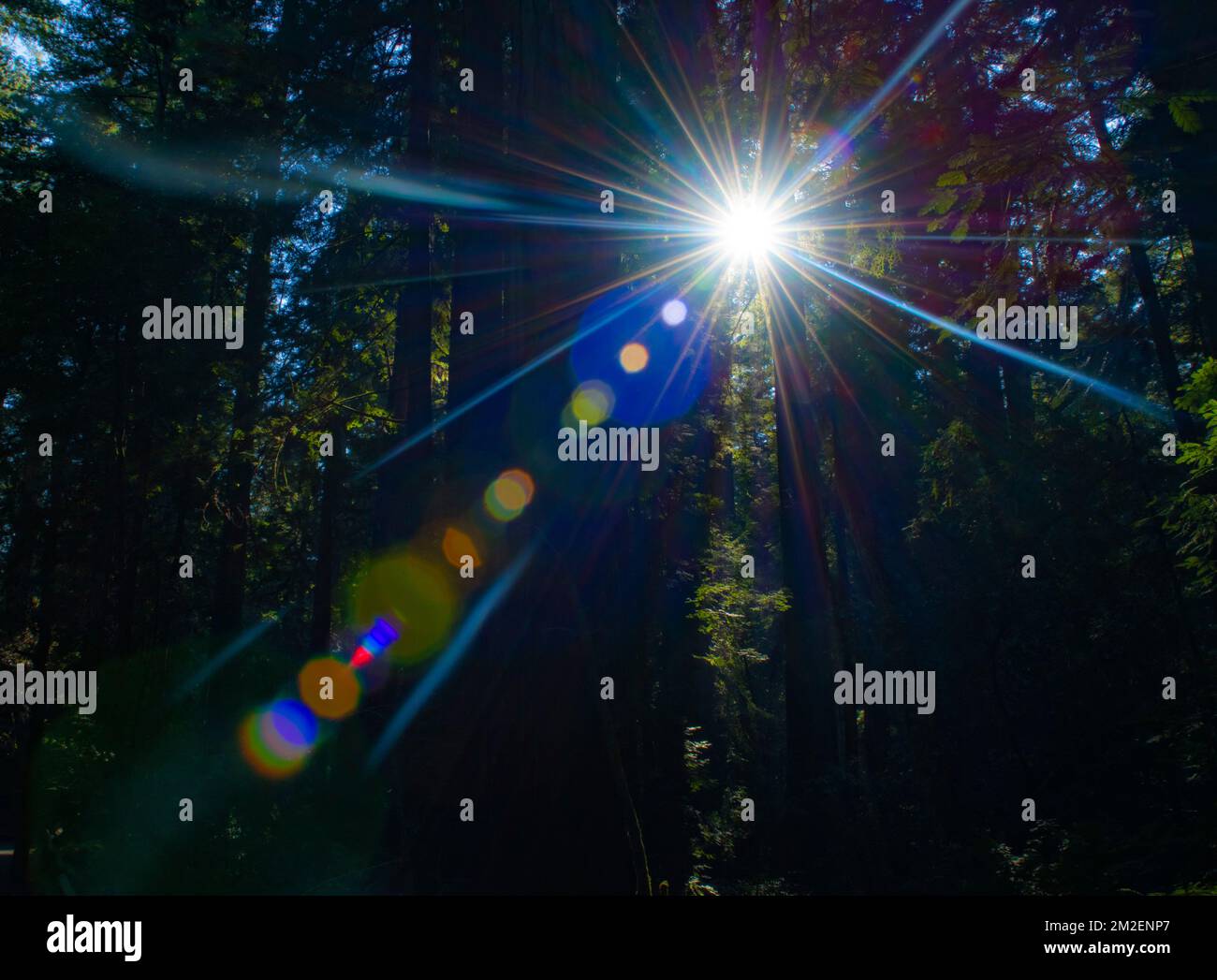 Des éclats de soleil éclatés brillent à travers la canopée de séquoias dans la réserve naturelle d'Armstrong Redwoods en Californie. Banque D'Images