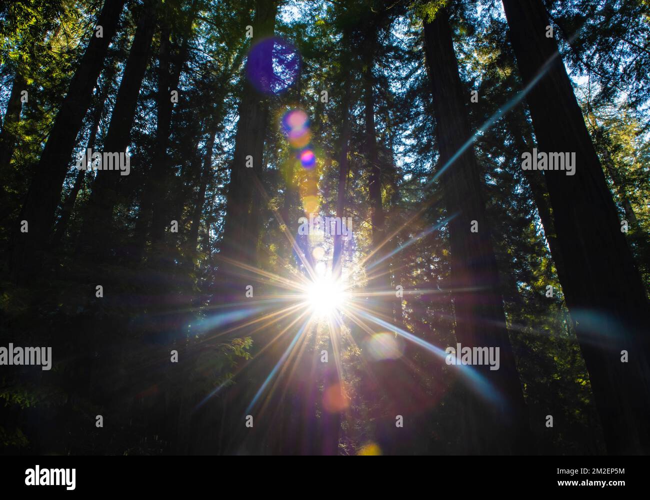 Des éclats de soleil éclatés brillent à travers la canopée de séquoias dans la réserve naturelle d'Armstrong Redwoods en Californie. Banque D'Images
