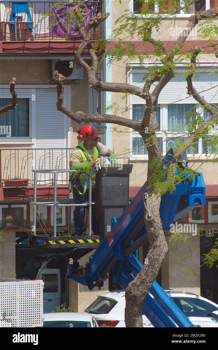 Élagage des arbres | élagage des arbres 09/05/2018 Banque D'Images