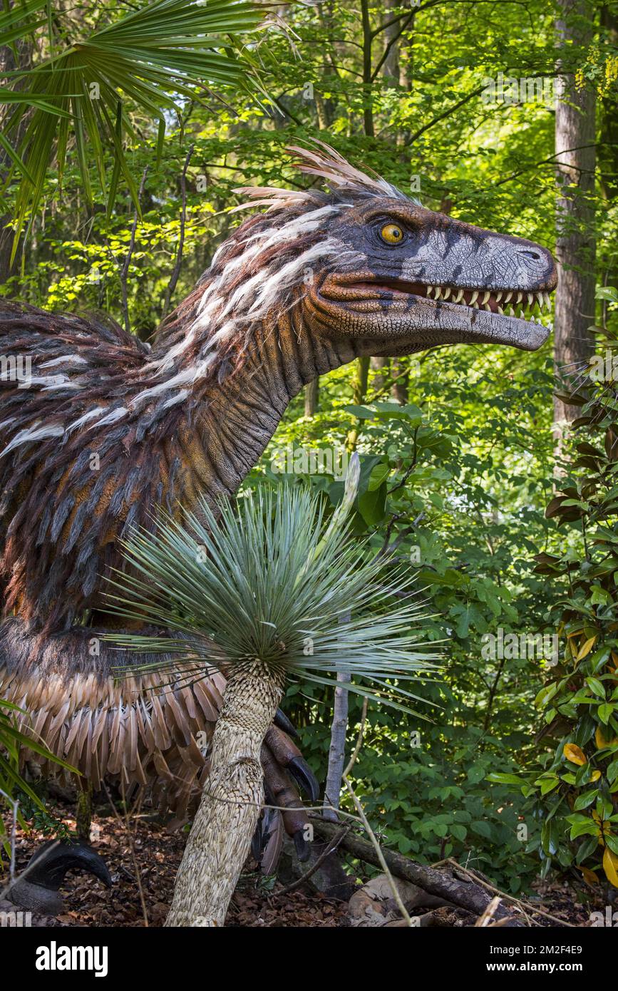 Stade Raptor Utahraptor ostrommaysorum Banque de photographies et d’images à haute ...