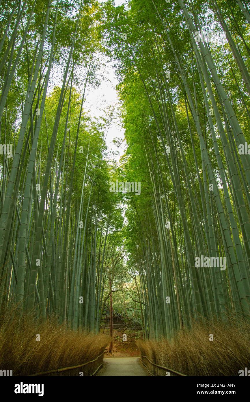 La forêt de bambou, ou Arashiyama Bamboo Grove ou Sagano Bamboo Forest