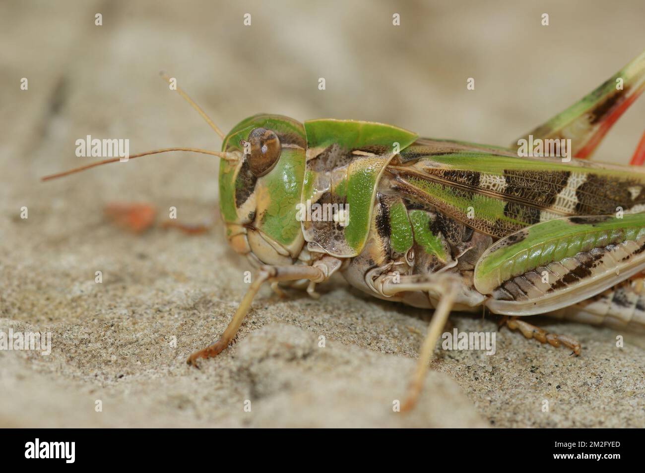 Vue rapprochée naturelle d'une sauterelle en ruban, Oedaleus decorus, perchée au sol Banque D'Images