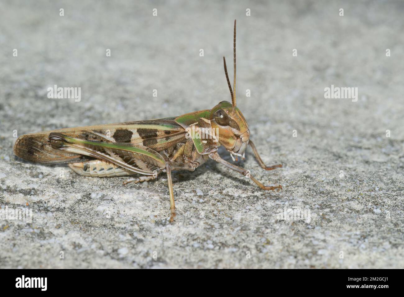 Gros plan détaillé sur la magnifique sauterelle méditerranéenne, Oedaleus decorus assis sur le sol Banque D'Images