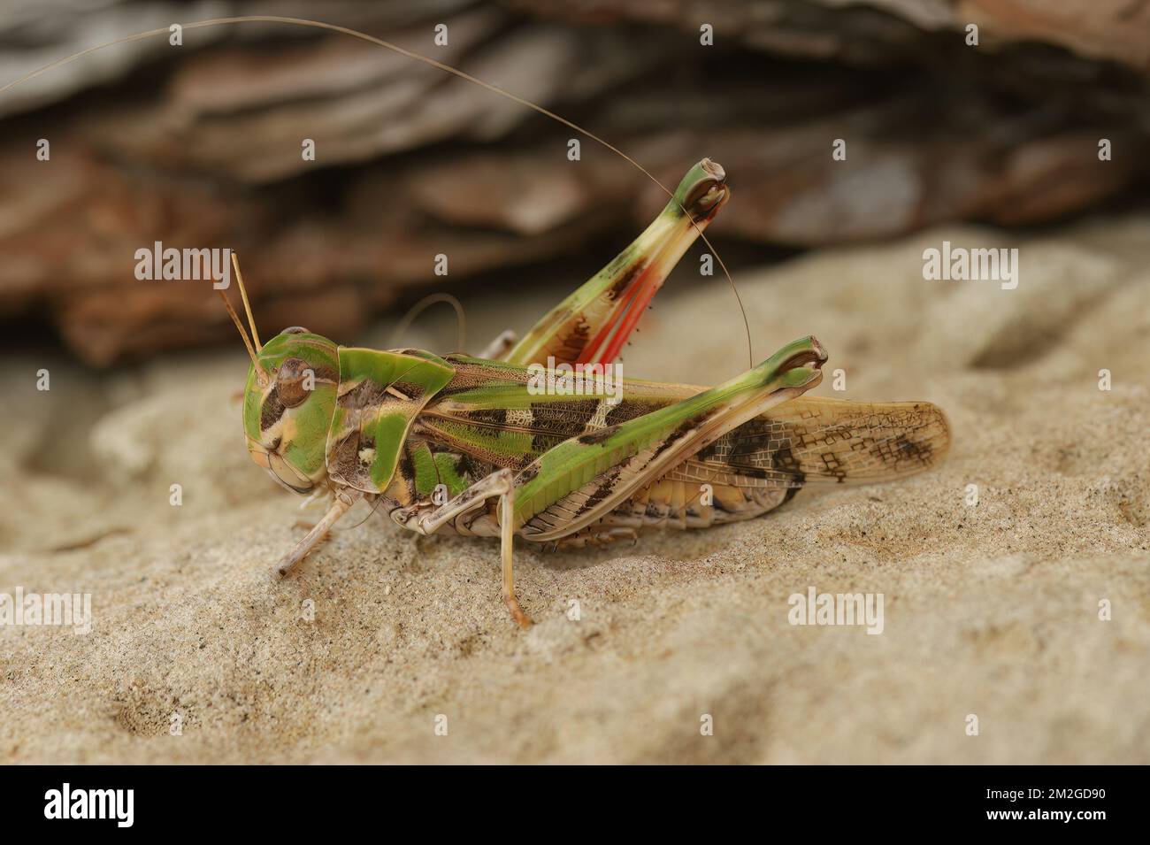 Vue rapprochée naturelle d'une sauterelle en ruban, Oedaleus decorus, perchée au sol Banque D'Images