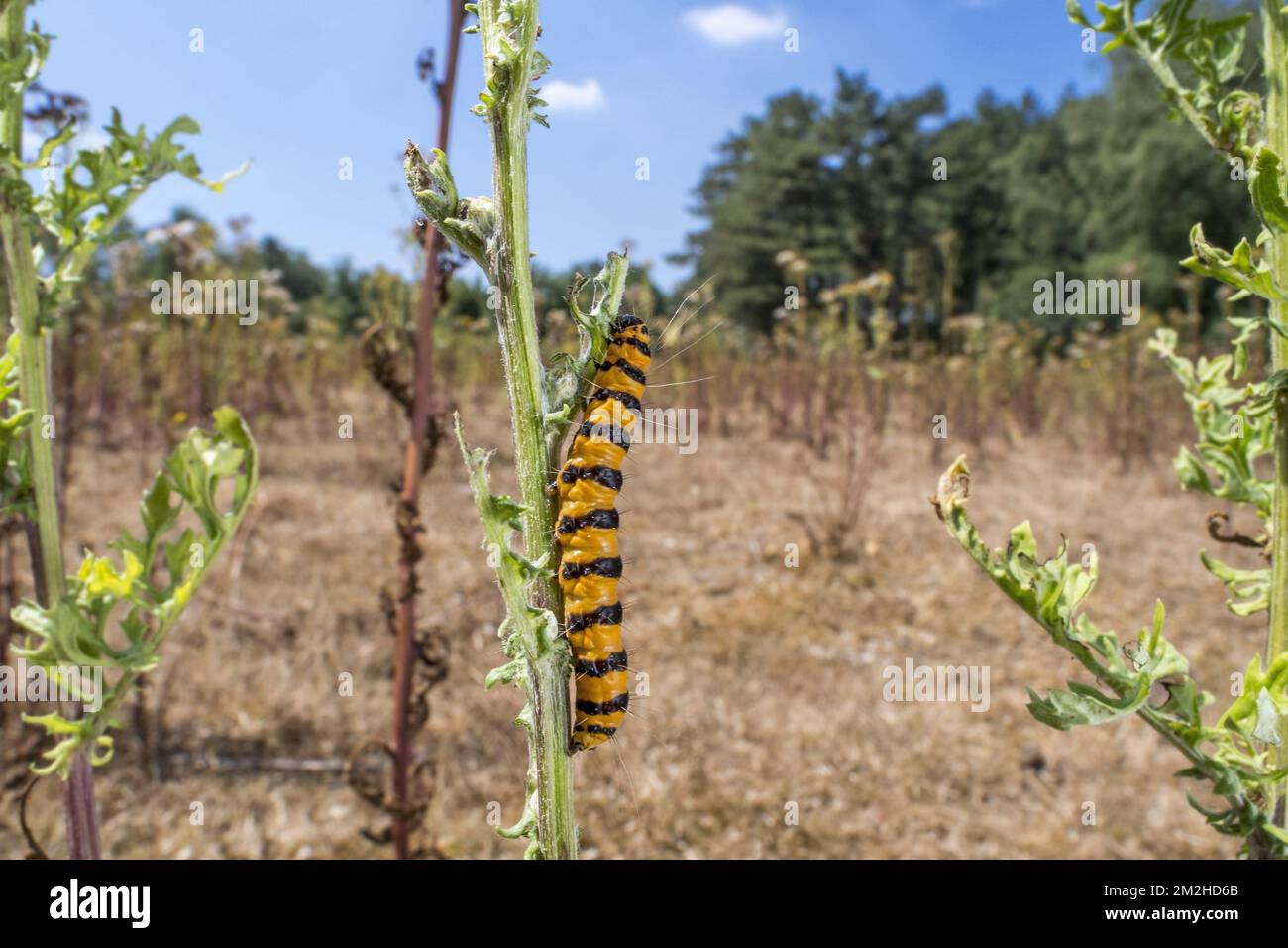la chenille de la teigne cinnabare (Tyria jacobaeae) se nourrissant sur les feuilles de l'armoise commune / l'armoise tansy / St. James-Wort (Jacobaea vulgaris) en été | chenille du goutte-de-sang (Tyria jacobaeae) sur séneçon de Jacob / séneçon jacobée (Jacobaea vulgaris) en été 24/07/2018 Banque D'Images