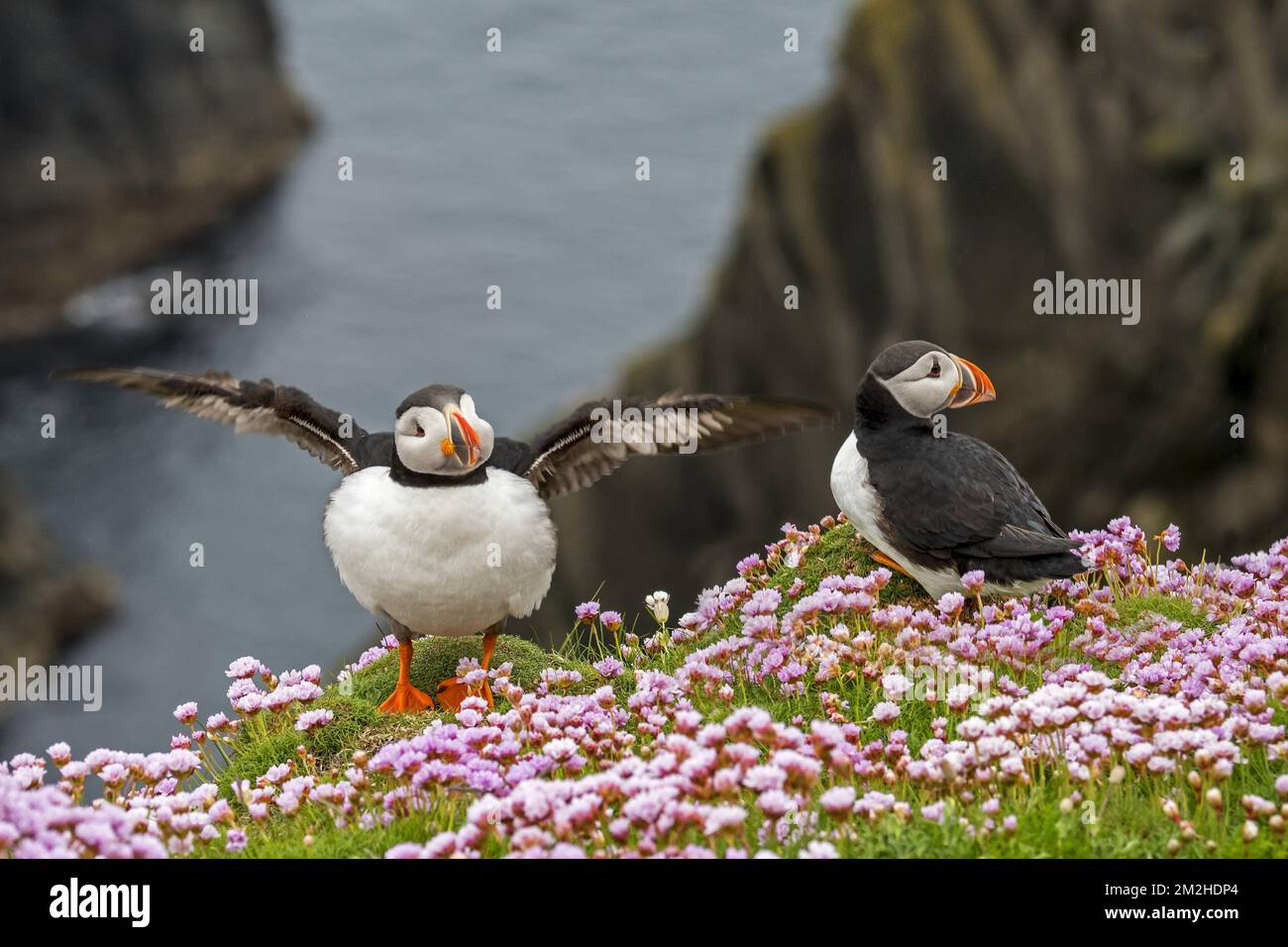 Deux macareux de l'Atlantique / macareux (Fratercula arctica) au sommet d'une falaise dans une colonie d'oiseaux de mer à Sumburgh Head, Shetland Islands, Écosse, Royaume-Uni | Macareux moine (Fratercula arctica) 11/06/2018 Banque D'Images