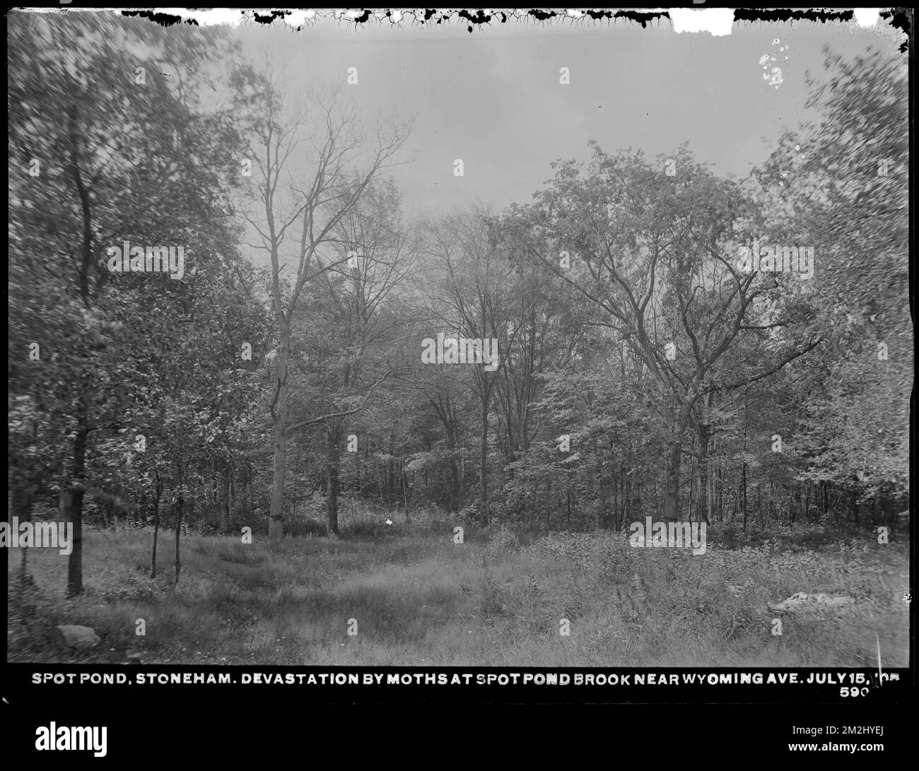 Service de distribution, Low Service Spot Pond Reservoir, dévastation par les douves à Spot Pond Brook près de Wyoming Avenue, Stoneham, Mass., 15 juillet 1905 , ouvrages d'eau, réservoirs structures de distribution d'eau, foresterie, papillons de nuit Banque D'Images