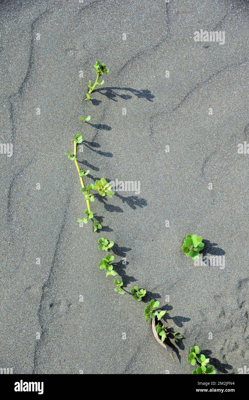 Ombre végétale verte sur sable de plage, plage de Survada, Valsad, Gujarat, Inde, Asie Banque D'Images