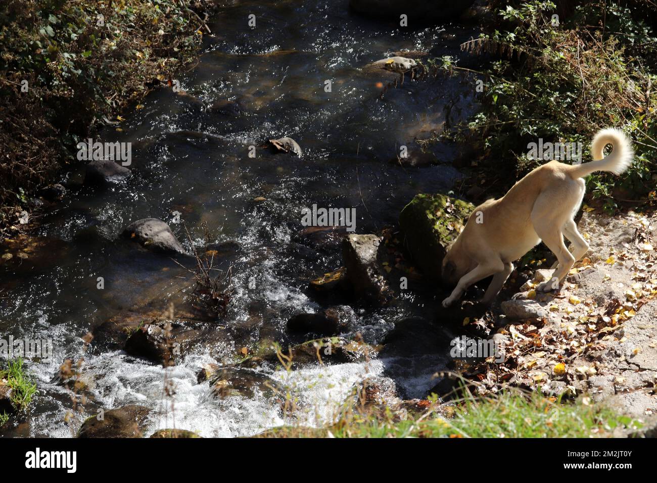 un chien jouant dans la crique Banque D'Images