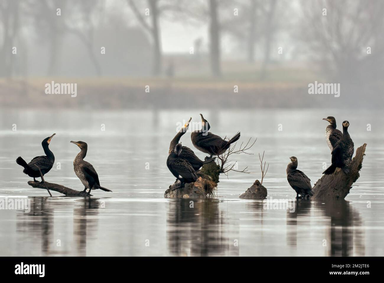 Grands cormorans reposant sur le bois dans la rivière. Matin d'hiver brumeux. Genre Phalacrocorax carbo.Trencin, Slovaquie. Banque D'Images