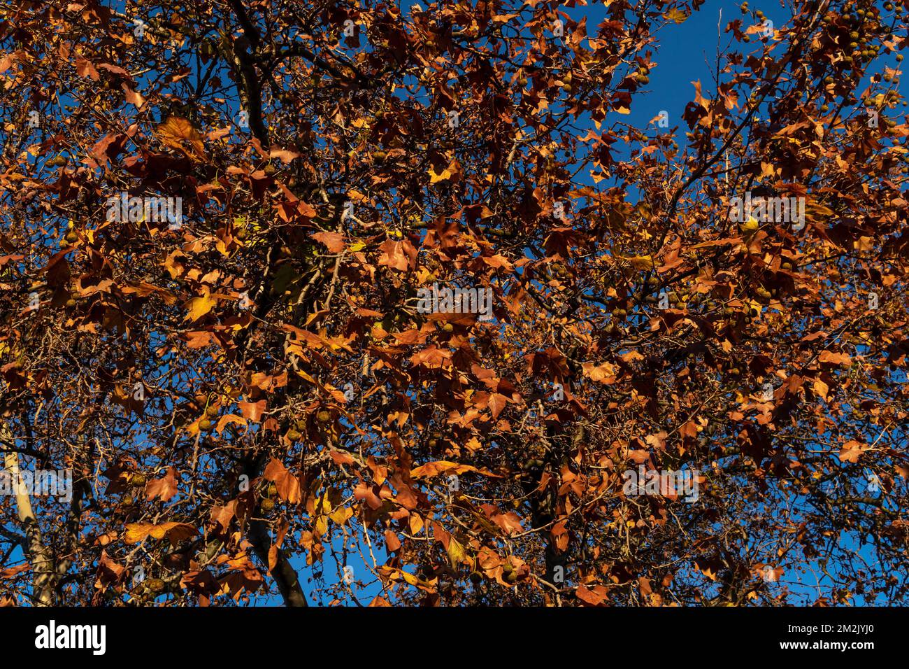 Planisier occidental, Platanus hispanica, le matin ensoleillé de l'automne avec des feuilles d'orange. Île de Majorque, Espagne Banque D'Images