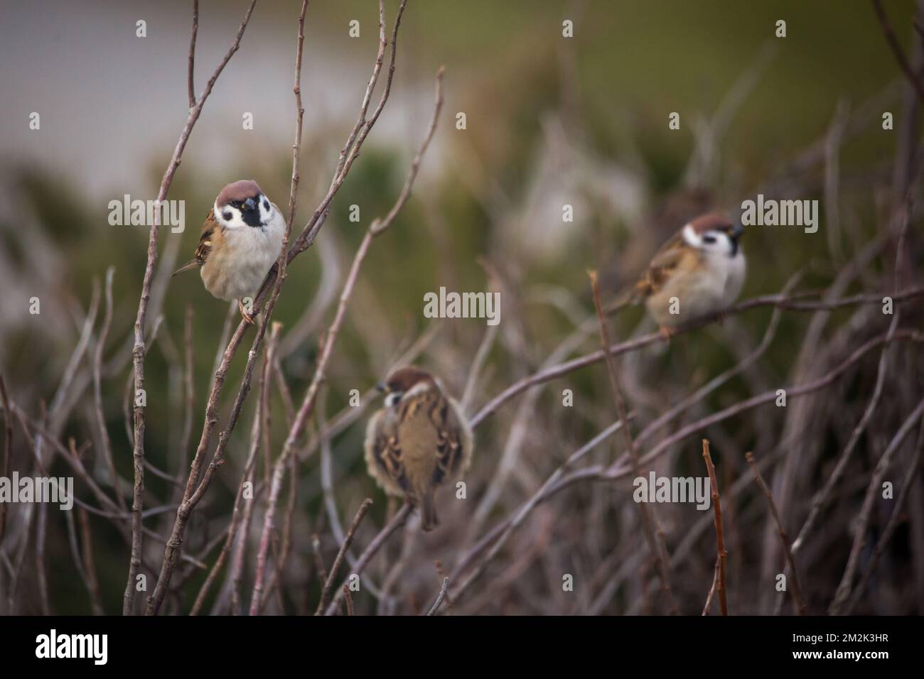 Groupe de sparrows d'arbres eurasiens (Passer montanus) Banque D'Images