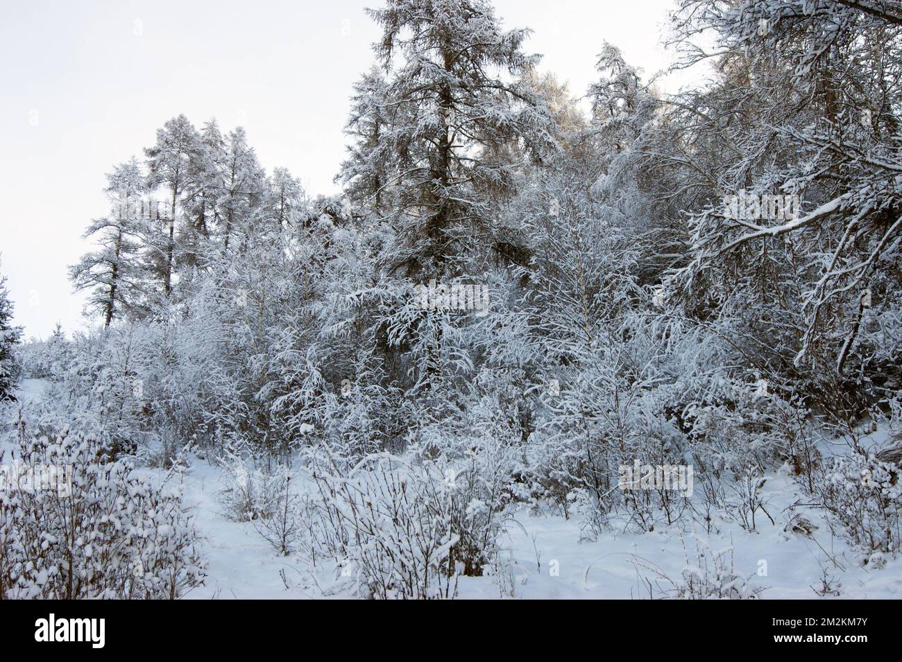 Le bois de paysage après neige.arbre et buissons dans la neige Banque D'Images